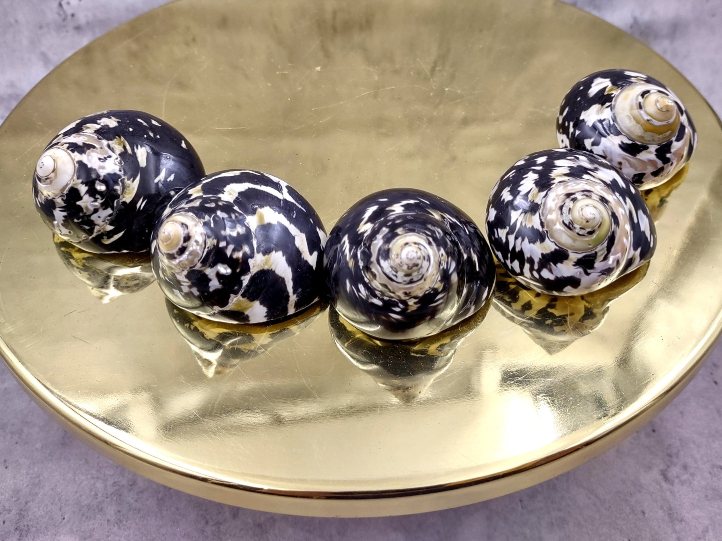 West Indian Top Polished Seashell or Magpie Striped Shell Cittarium Pica (1 shell approx. 2+ inches) Natural Sea Shell for Arts & Crafts!