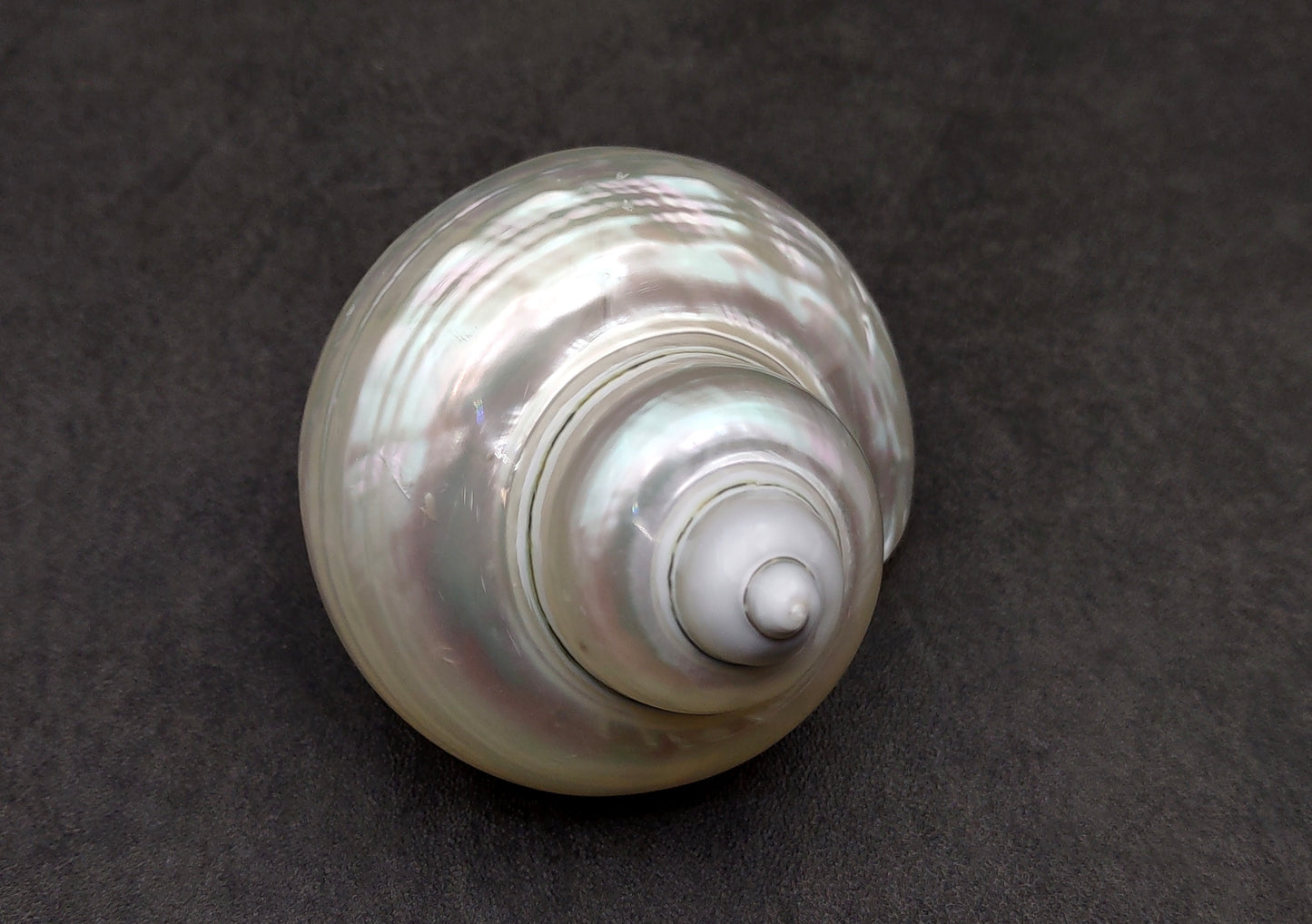 Pearlized Jade Turbo Shell Turbo Burgessi (1 shell approx. 3.5+ inches) Special shells for coastal crafting decor & collections!