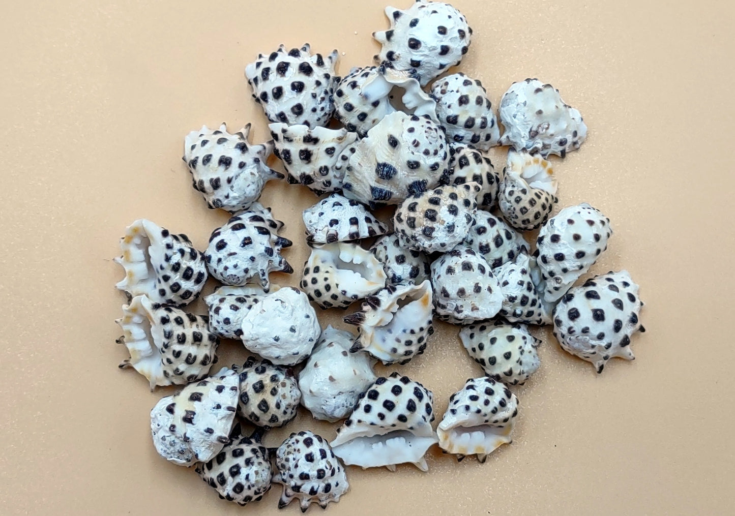 Prickly Pacific Drupa Seashells Drupa Ricinus (approx. 25+ shells 0.5+ inches) Adorable shell for any coastal collection crafting & display!