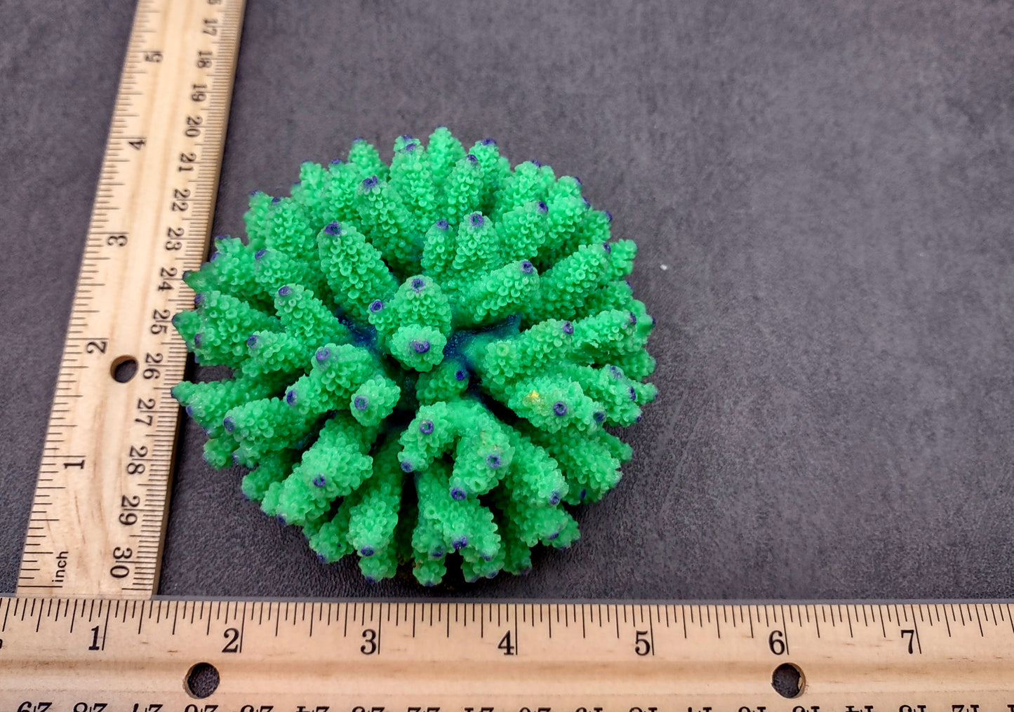 Green FAUX Finger Coral - Acropora Nasuta - (1 FAUX Coral approx. 4Wx3Tx4D inches) on light background. Copyright 2024 SeaShellSupply.com.
