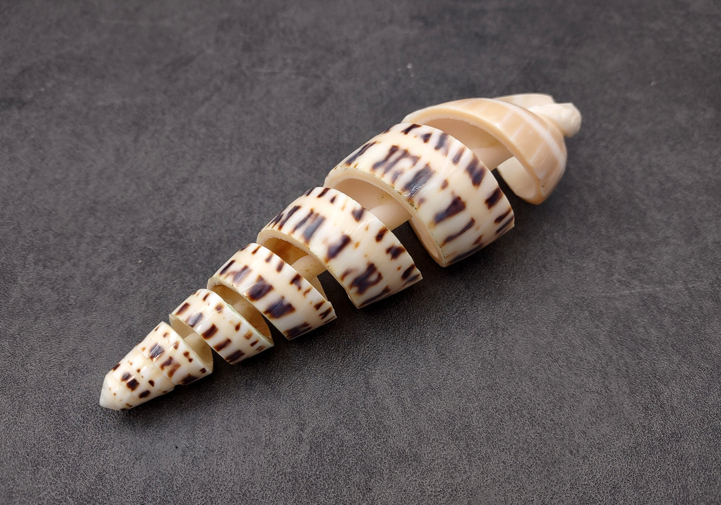 Spiral Cut Marlinspike Auger (4-5 inches) - Terebra Maculata. One white, black, and tan spiral shell with cut outs following the spiral but also showing the main mast. Copyright 2024 SeaShellSupply.com.
