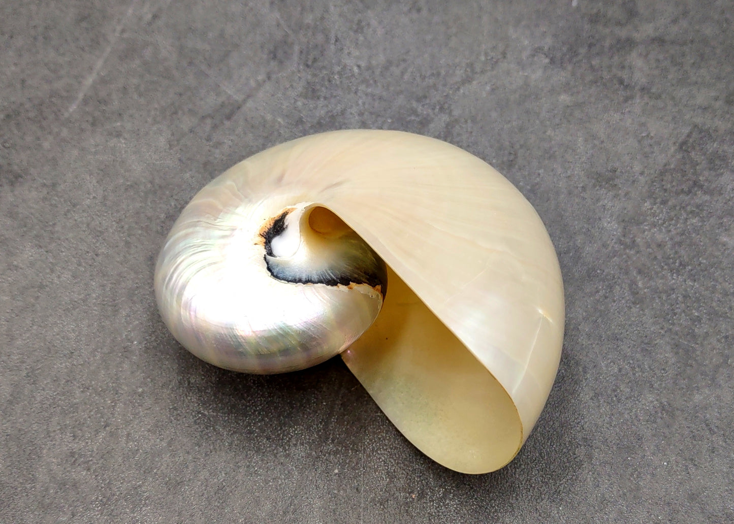 Pearlized Nautilus Seashell Polished Nautilus Pompilius (1 shell approx. 3+ inches) Pearlized Nautilus Shell for display decor & collecting!