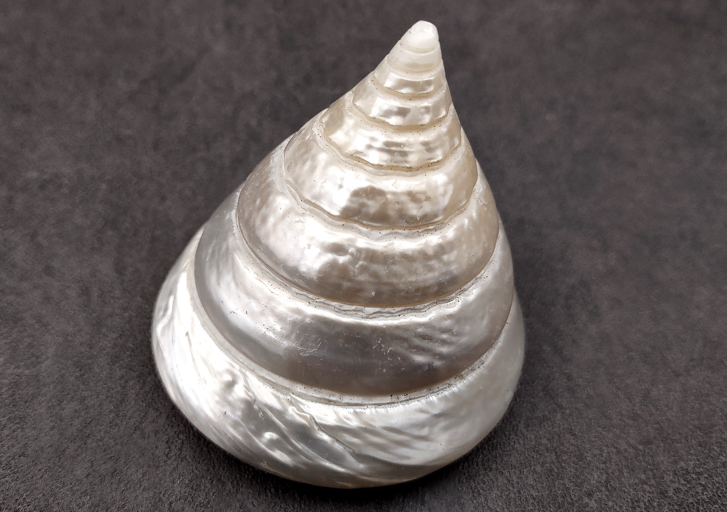 Polished Silver/Pearl Trochus Seashell (2-2.5 Inches) - Trochus Niloticus. One shiny bright spiral white shell with a wide opened base. Copyright 2024 SeaShellSupply.com.