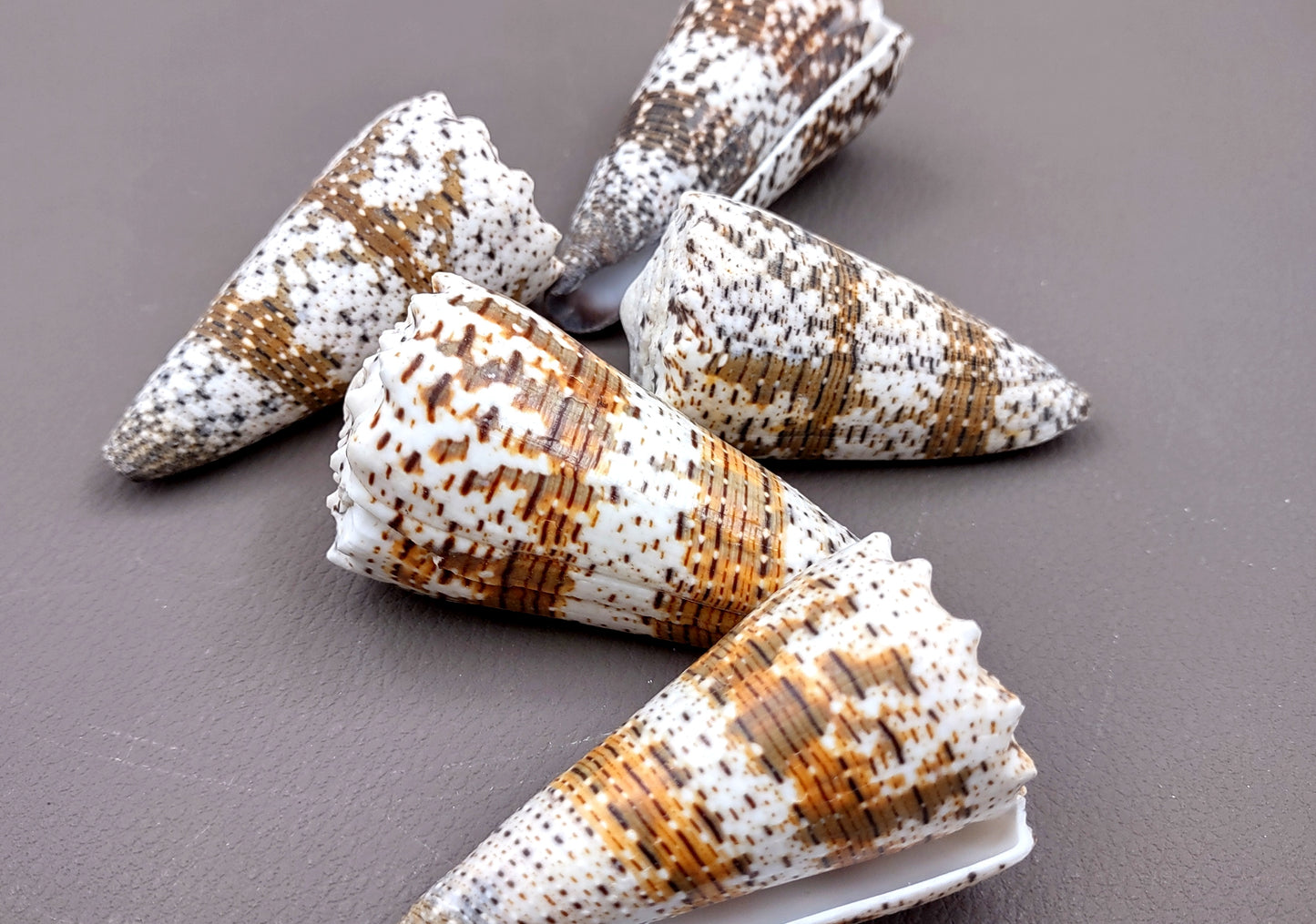 Imperial Cone Seashell (2 pcs.) - (2-3 inches). Cone shaped brown and white striped shells. Copyright 2024 SeaShellSupply.com.