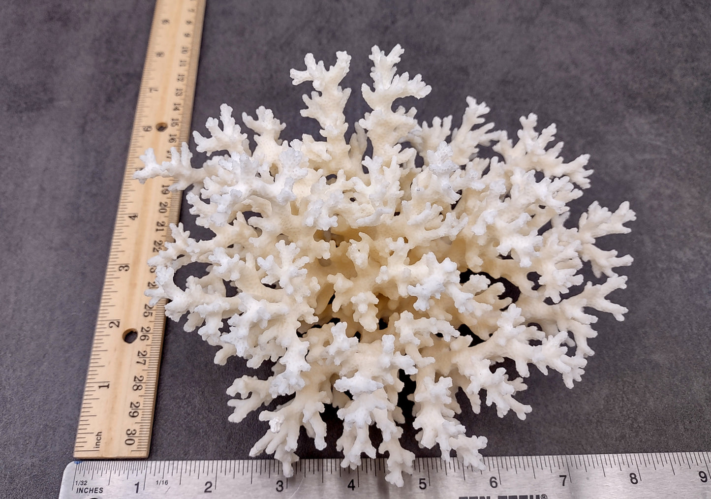 White Lace Coral Cluster (1 coral approx. 5-6+ inches) Great delicate coral to add to any fun display or coastal crafts!