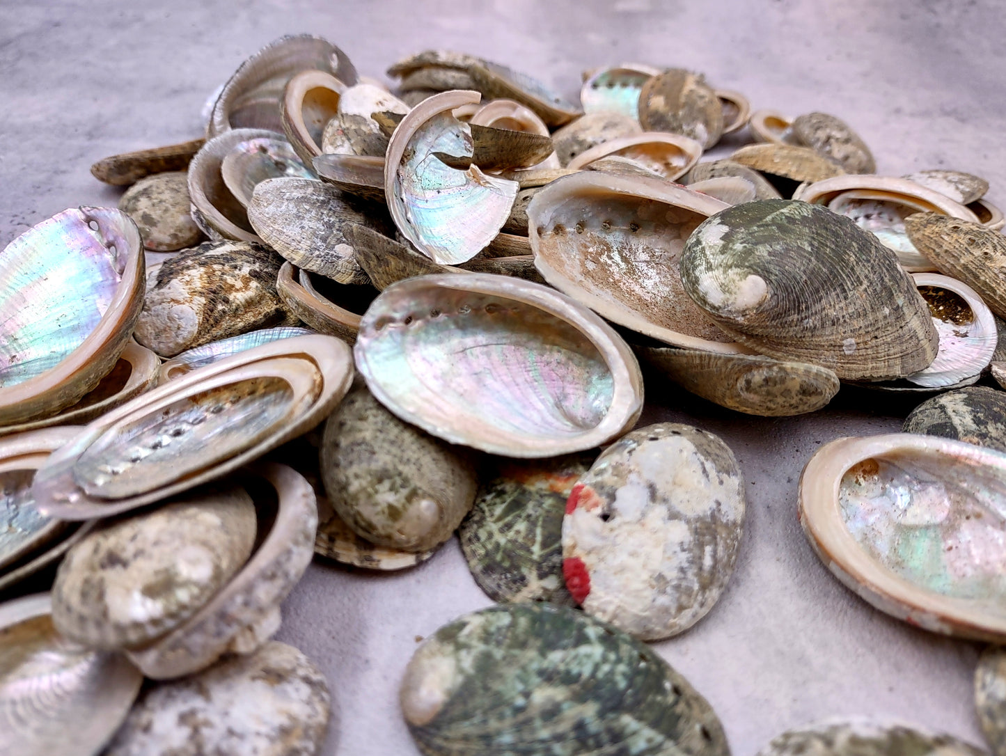 Mini Baby Abalone Green and Silver Seashells (Approx. half pound 85+ shells 1+ inch) Small shells ideal for jewelry art crafts & collecting! Grouping of brown and grey ocean-kissed abalone shells. Copy right 2024 SeaShellMart.com