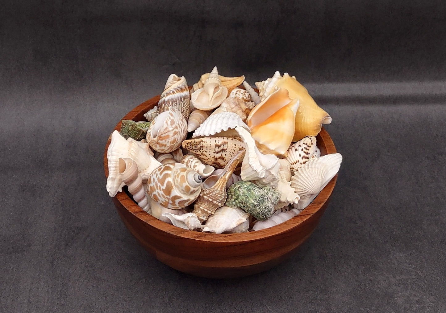 Indian Ocean Seashell Mix (approx. 1 kilogram 160+ shells 0.5-2+ inches) Great shells for coastal crafting and collections!