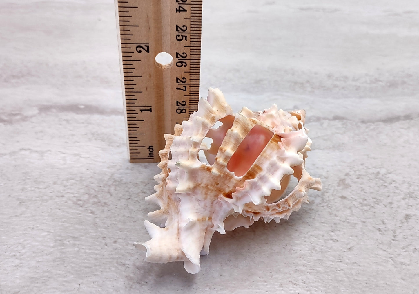 Multi Cut Pink Murex - Murex Erythrostomus - (3 Shells approx. 2.5-3 inches). Three white spiked shells with a lighter pink inside and wide spiral. Copyright 2022 SeaShellSupply.com.