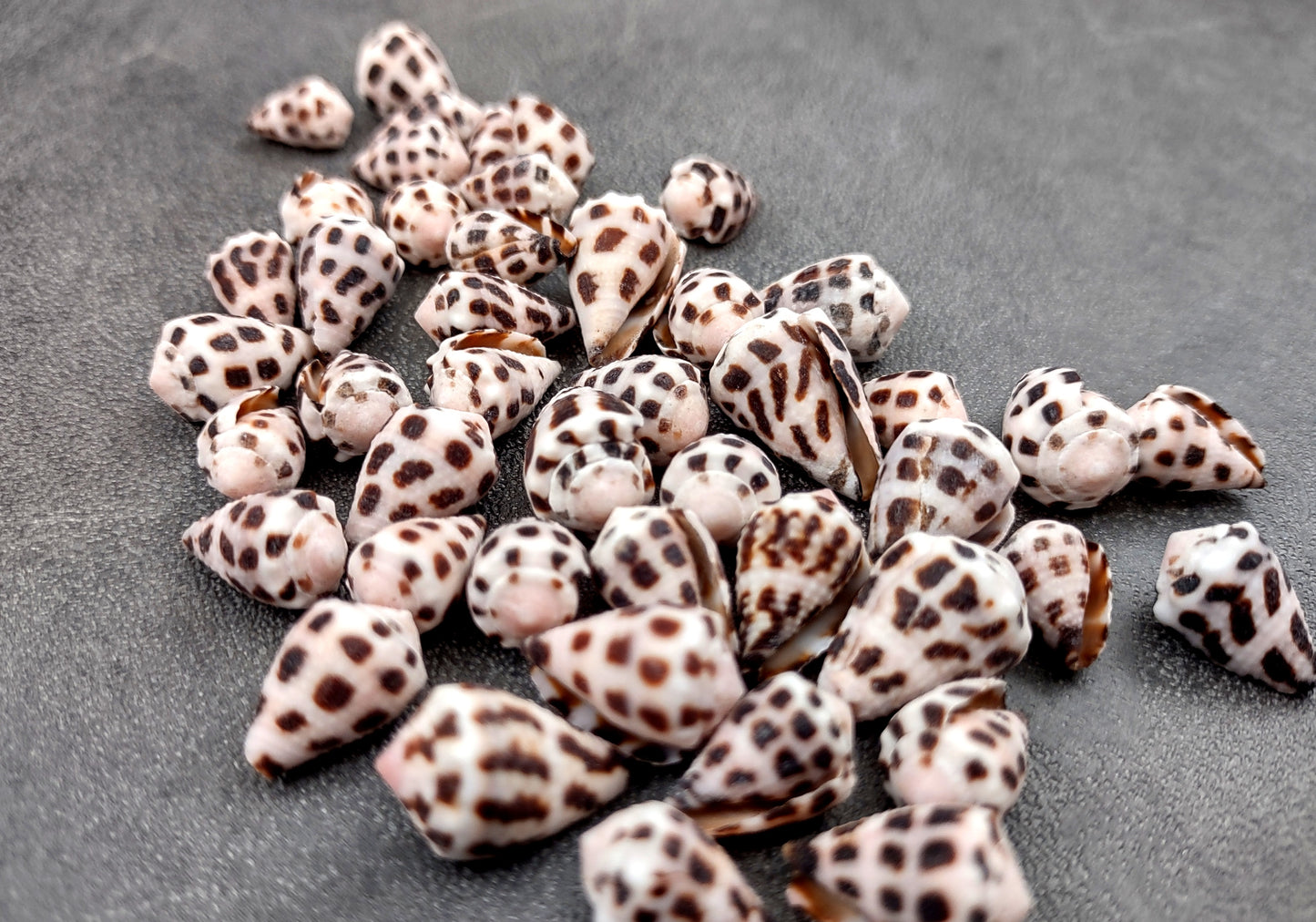 Photo of Extra Small Hebrew Cone Seashells Conus Ebraeus (5 shells approx. 0.25+ inches). Copyright 2024 SeashellSupply.com