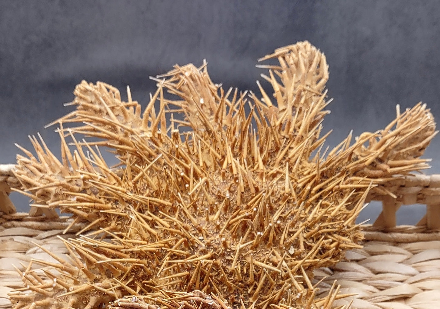 Crown of Thorns Starfish (8+ inches) - Acanthaster Planci. One thorny Starfish. Copyright 2024 SeaShellSupply.com.
