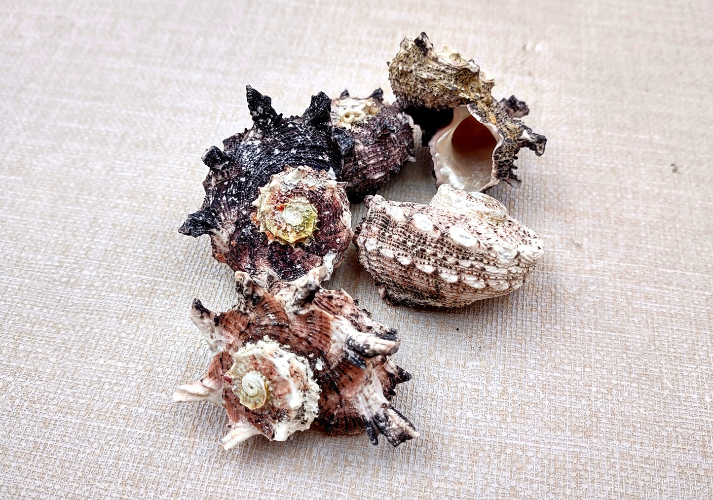 Pink Dolphin Shells Angaria Delphinus Pink Spiral Seashells (5 shells approx. 1+ inches) SS-037 copyright 2024 SeaShellSupply.com