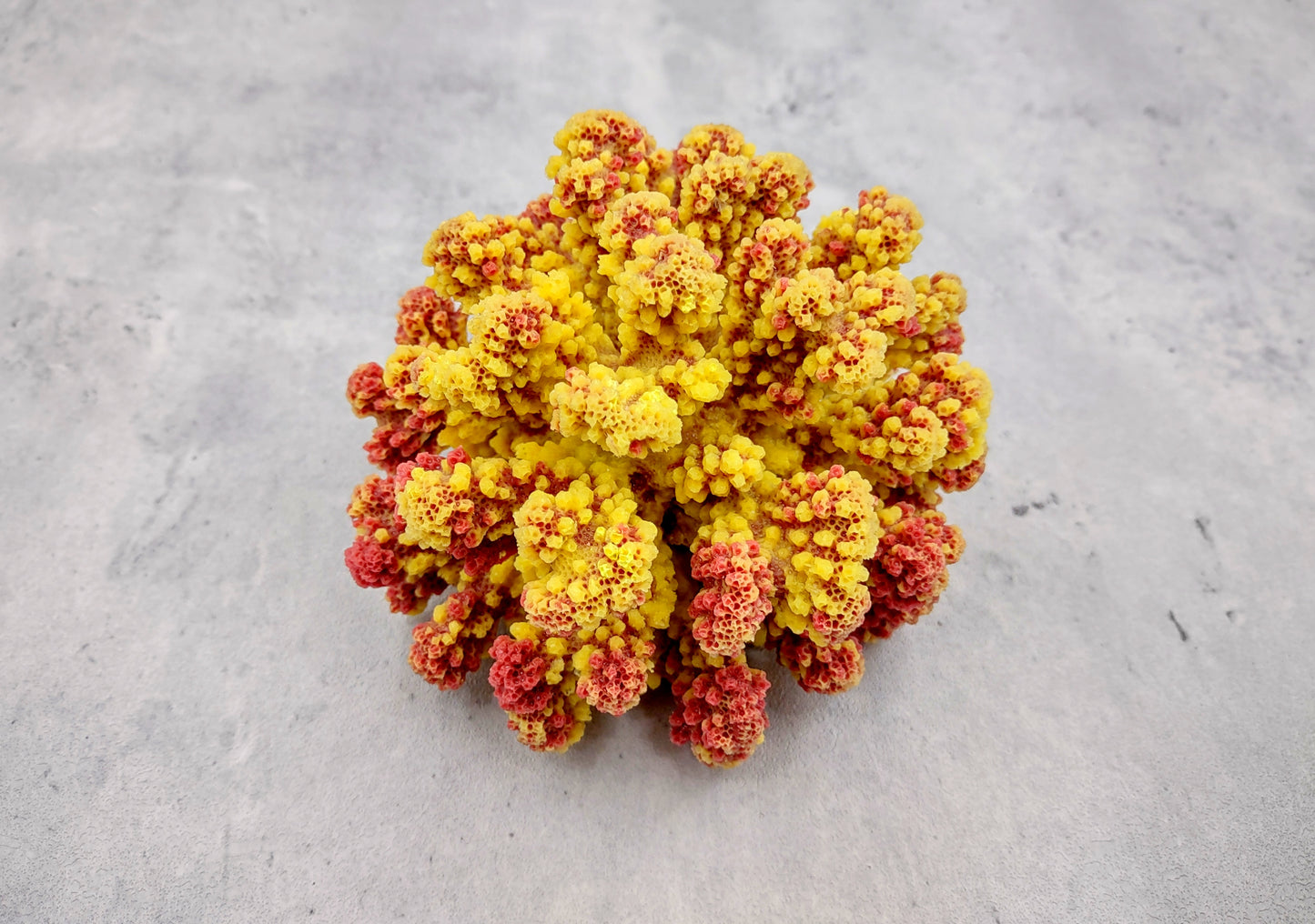 Yellow Rose FAUX Cluster Coral - Pocillopora Elegans - 1 faux coral approx. 5Wx3Dx4T with some dark pink arms on light background Copyright 2022 SeaShellSupply.com.