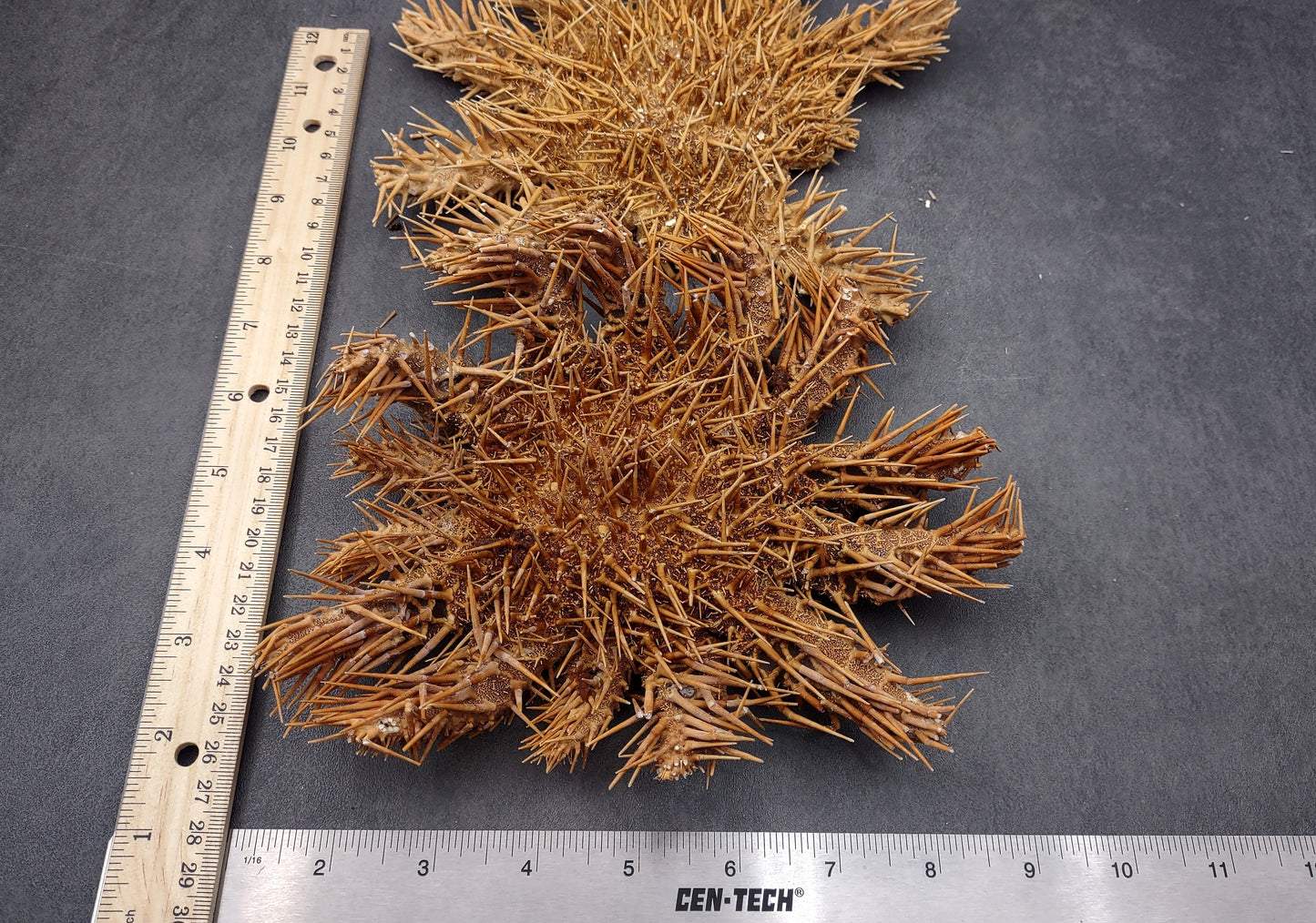 Crown of Thorns Starfish (8+ inches) - Acanthaster Planci. One thorny Starfish. Copyright 2024 SeaShellSupply.com.