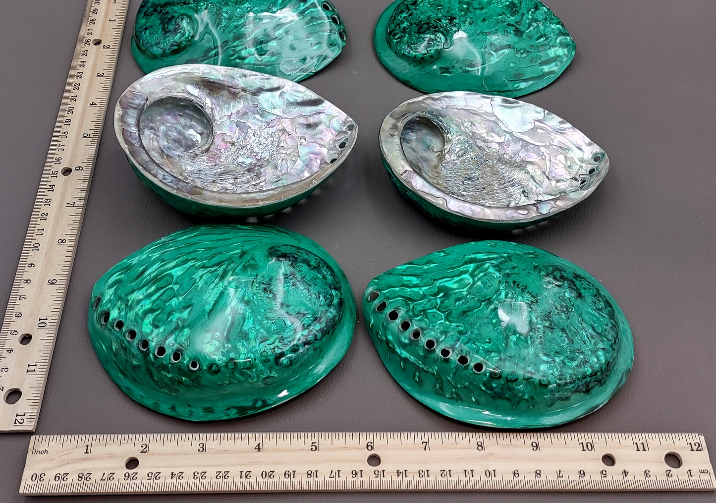 Polished Green Midas Abalone - Haliotis Midae - (1 shell approx. 5-6 inches). One pretty flat multi shaded green wide shell. Copyright 2022 SeaShellSupply.com.