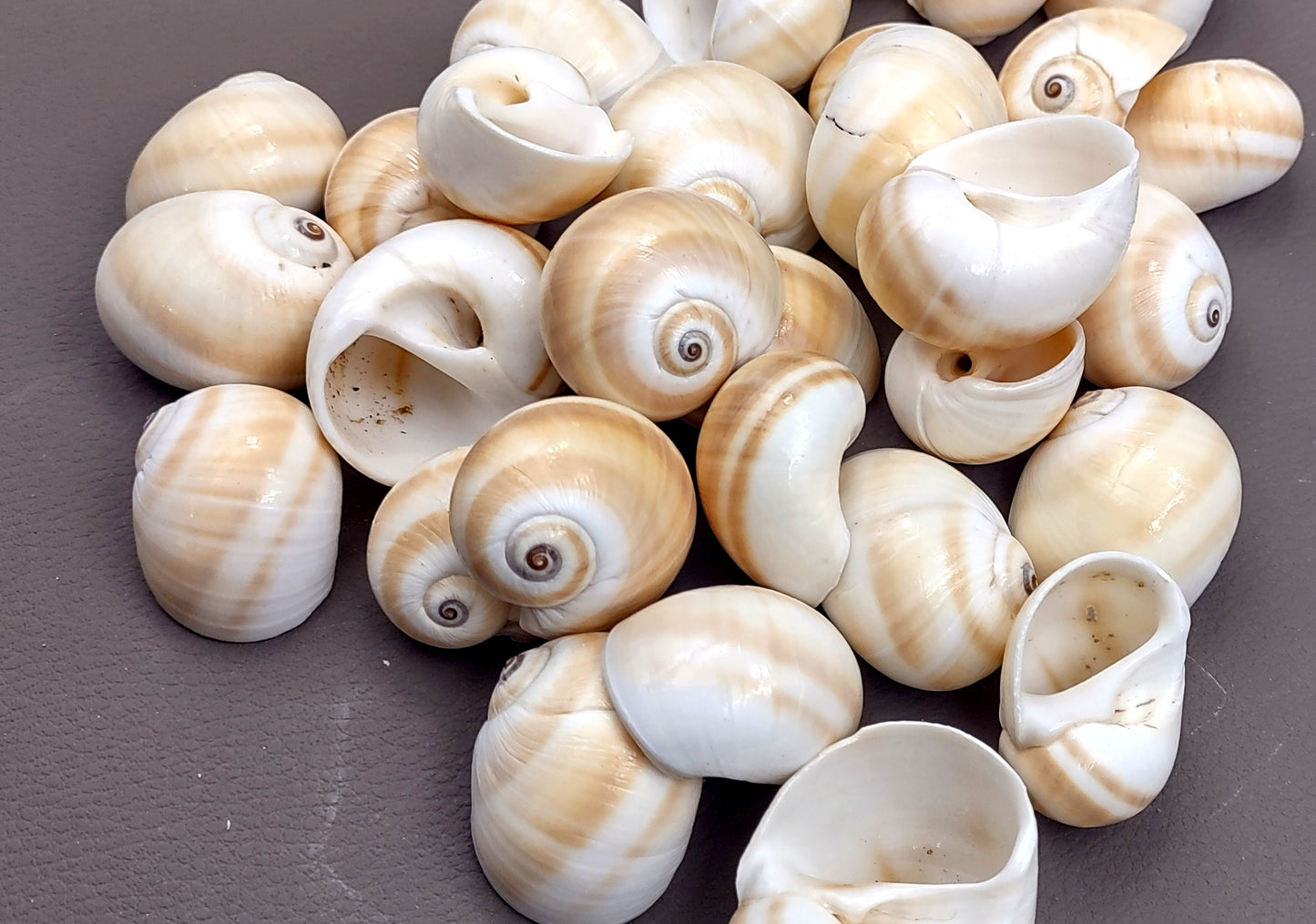 Shark Eye Moon Seashells (10 pcs.) - Polinices Duplicatus. White shells with tan stripes following the spiral. Copyright 2024 SeaShellSupply.com.