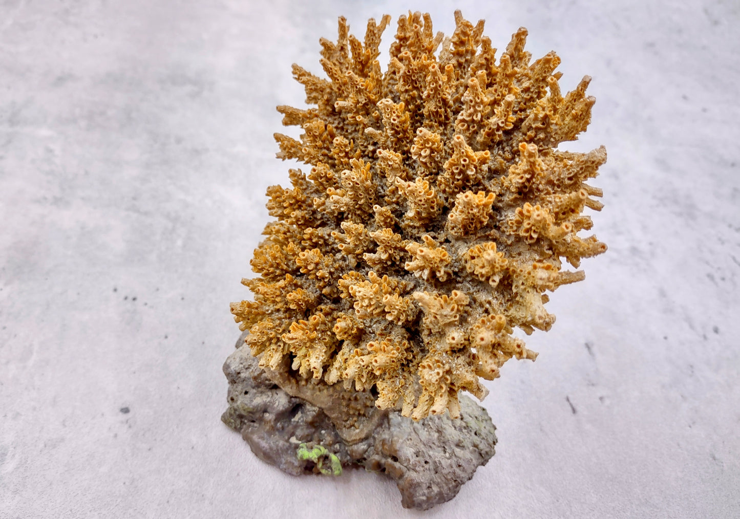 Yellow FAUX Table Coral Acropora Hyacinthus (1 FAKE Coral approx. 3Dx4Tx4W inches) Perfect coral for any coastal display or crafting!