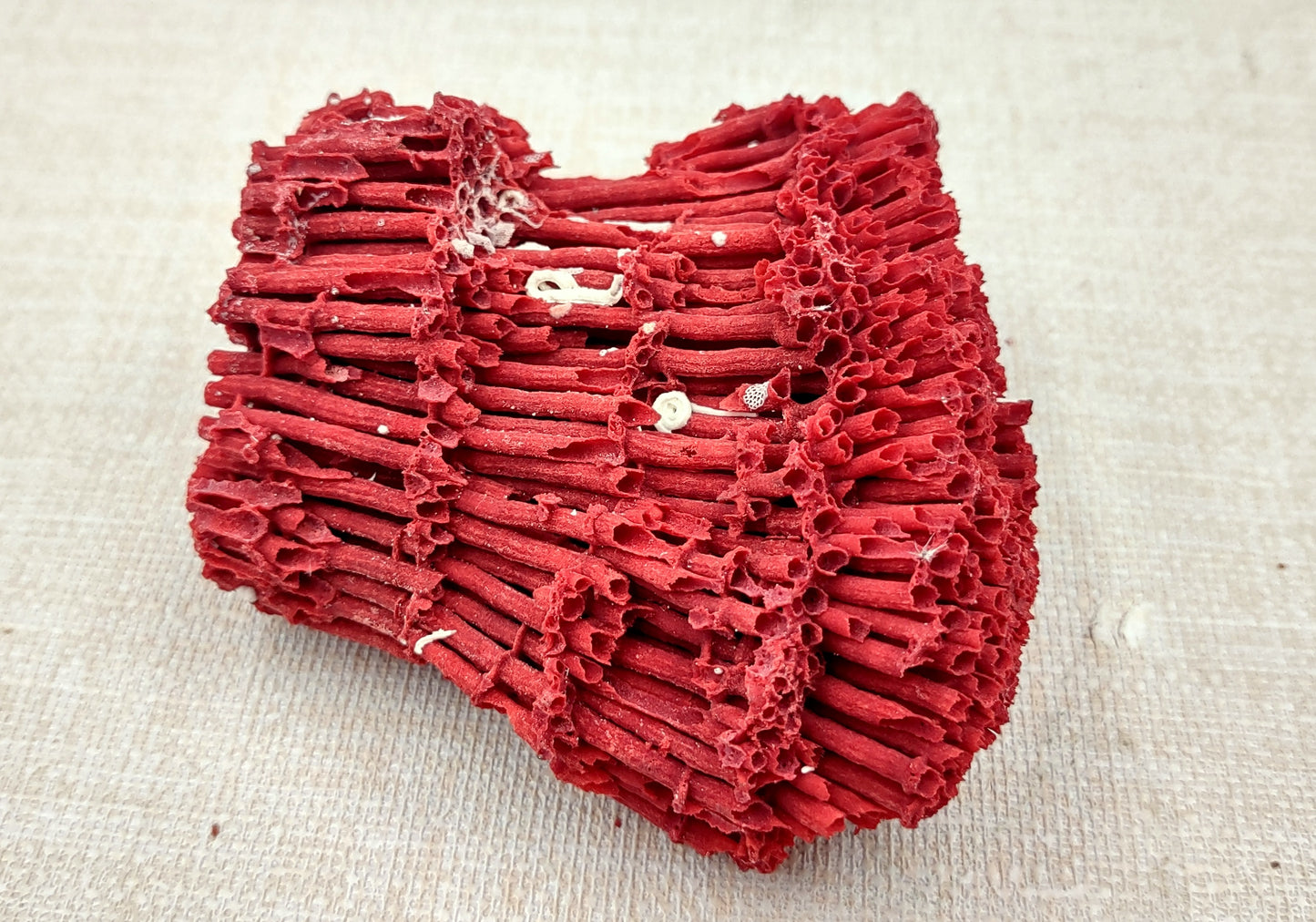 Red Pipe Organ Coral Tubipora Musica (1 coral approx. 3+ inches) Copyright 2024 SeashellSupply.com