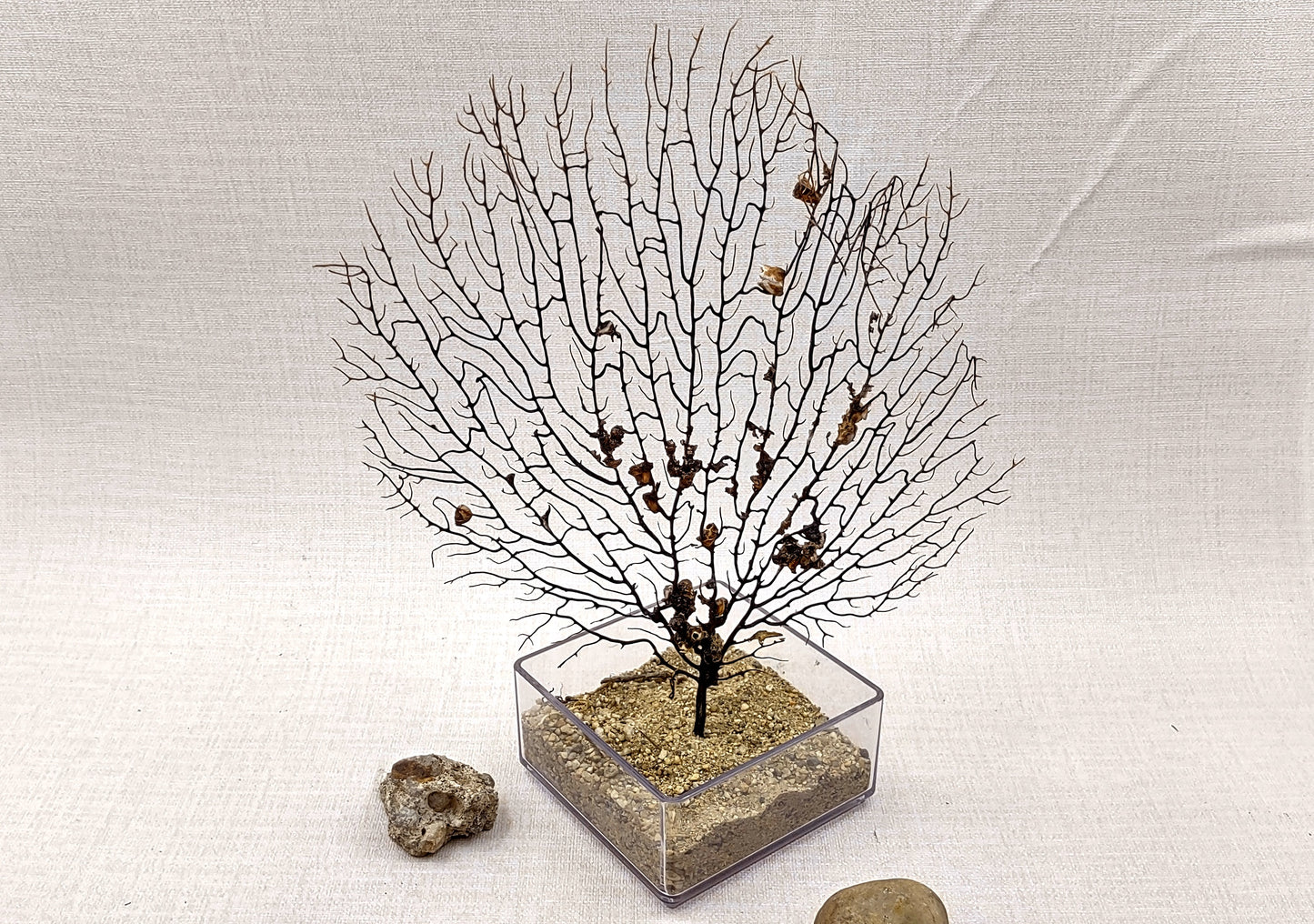 Black Sea Fan Corals Dried Gorgonia Ventalina (1 fan approx. 10+ inches