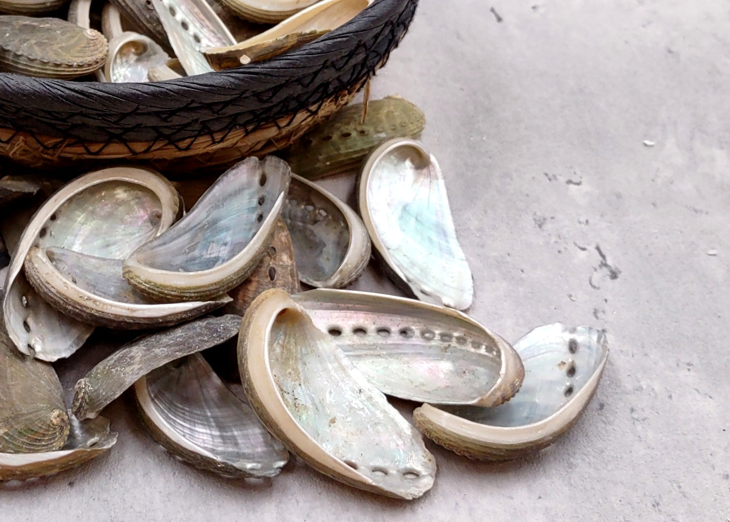 Natural Mule Ear Abalone Seashell Haliotis Asiana (10 shells approx. 1.5+ inches) Brown Green Silver Shells for crafts arts & jewelry!