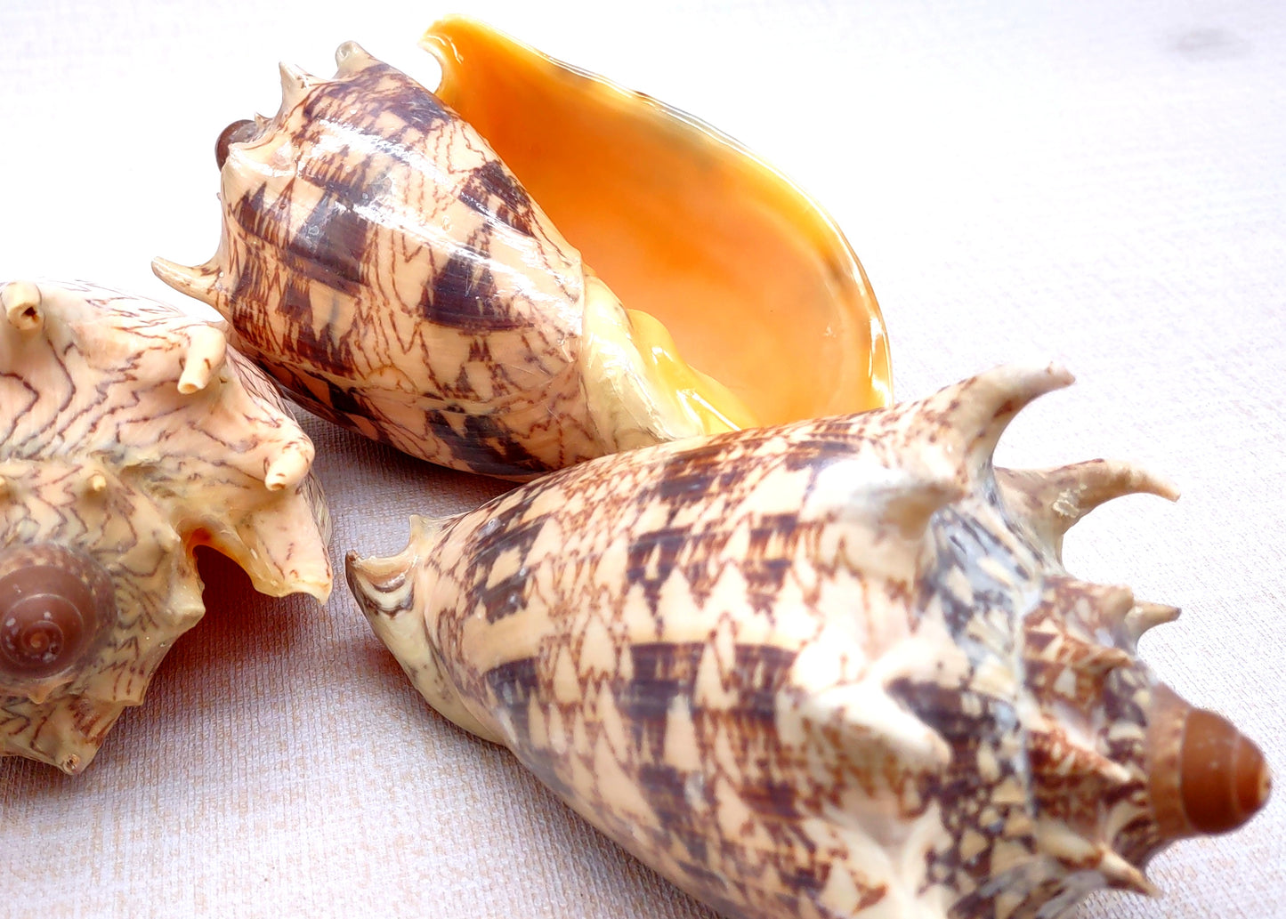Imperial Volute Seashell Voluta Imperialis (1 shell approx. 5+ inches) Great shells for coastal crafting decor & collections!