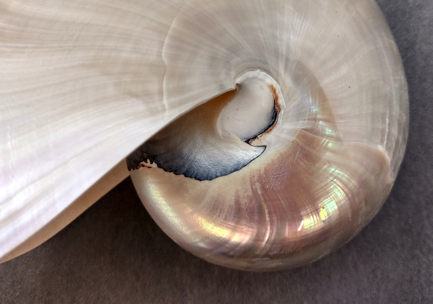 Pearl Nautilus Seashell (6-7") - Nautilus Pompilius