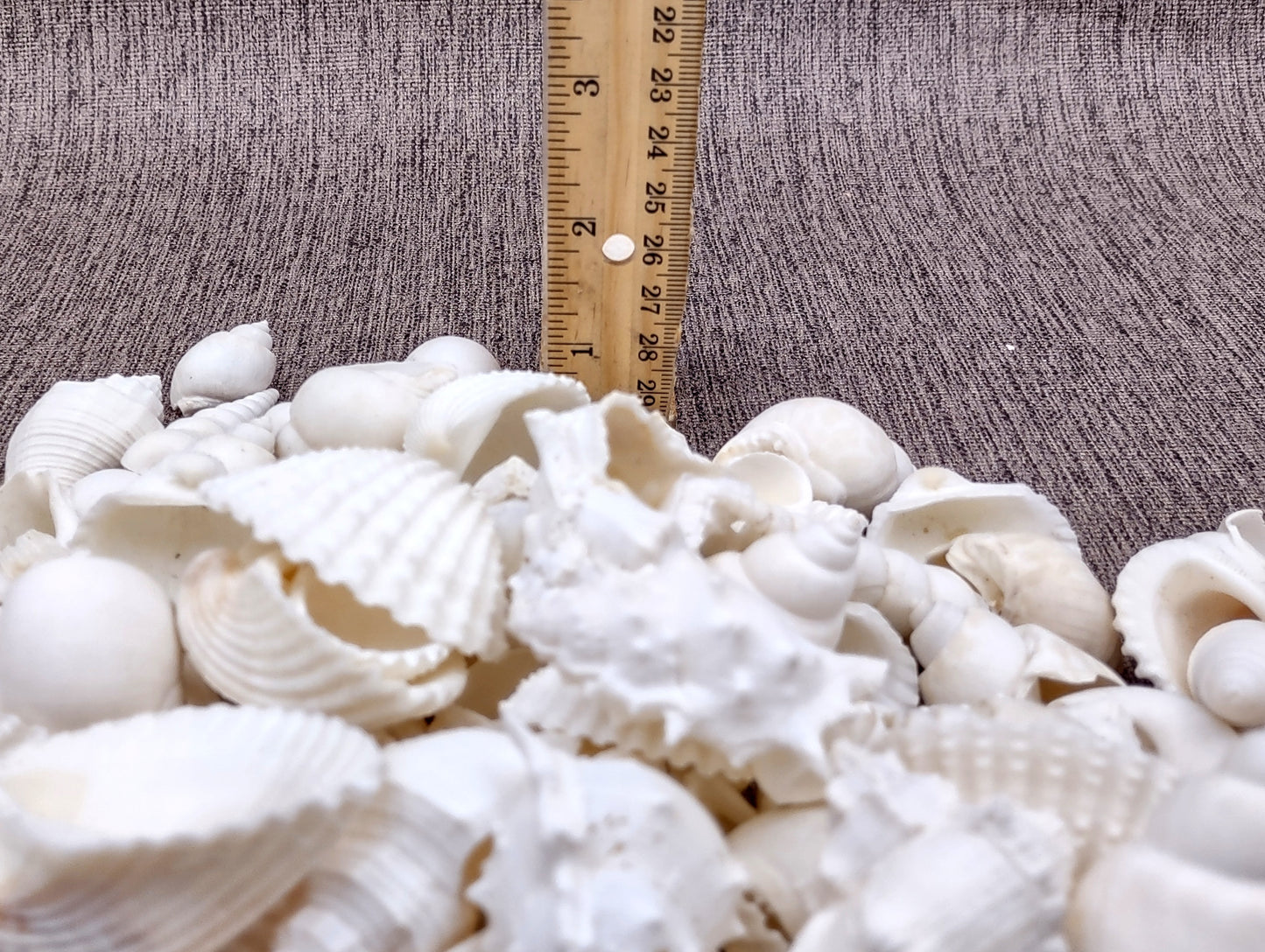 One Kilo (2.2 lbs.) White Seashell Mix