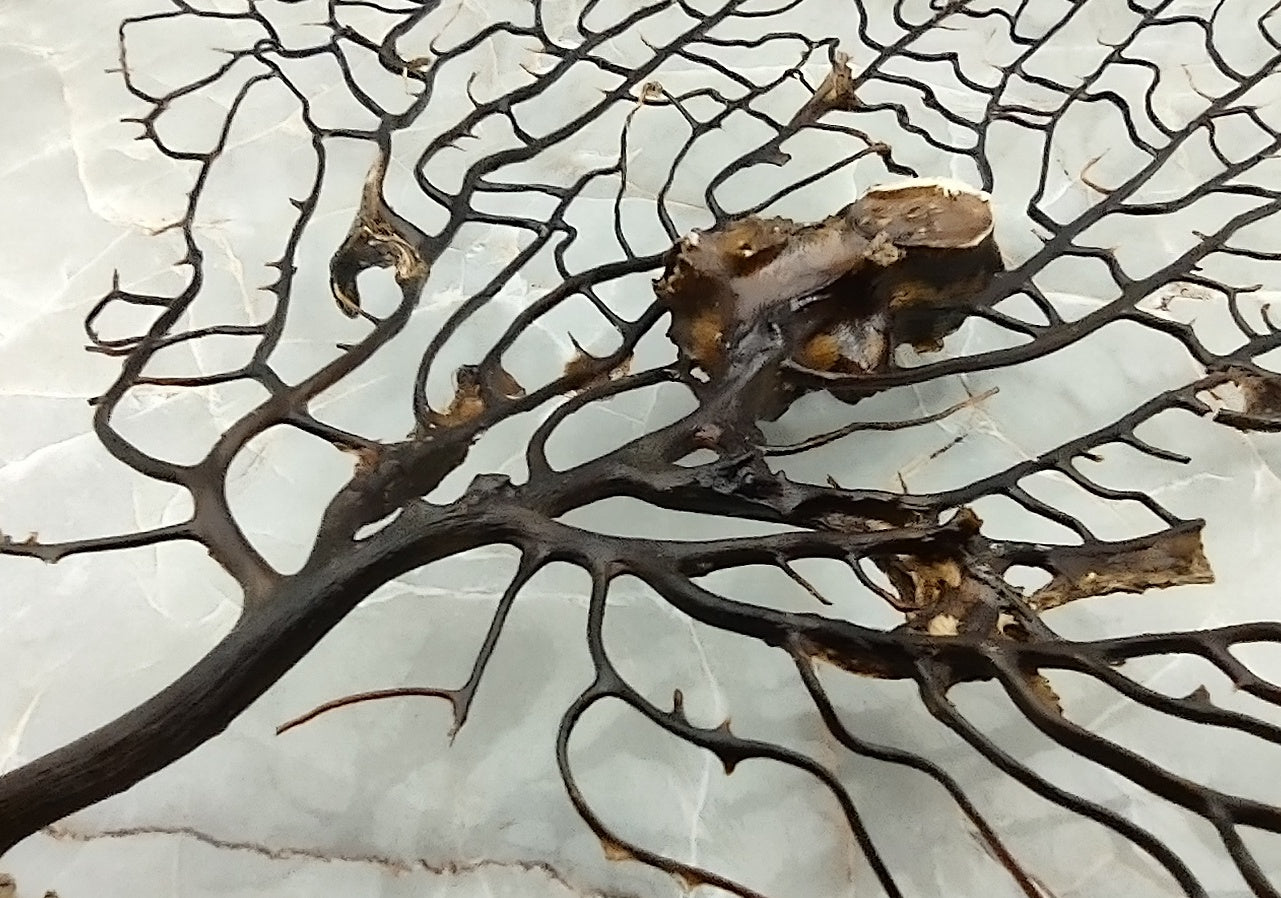 Black Sea Fan - Gorgonia Ventalina - (1 fan approx. 5-7 inches). One black sea fan with long black arms and a brown base. Copyright 2024 SeaShellSupply.com.
