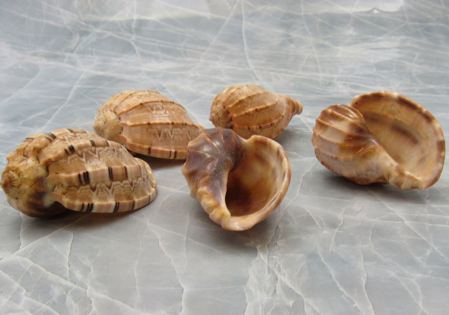 David Harp Seashells - Harpa Davidus - (5 shells approx. 1-2 inches). Two tan colored shells with one showing the top curved shaded side of the shell while the other laying to show the opening. Copyright 2022 SeaShellSupply.com.