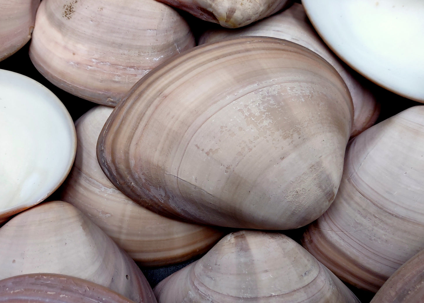 Mocha Clam Seashells Megapitaria Squalida (3 shells approx. 3+ inches) Clam shell great for display collecting & coastal crafting!