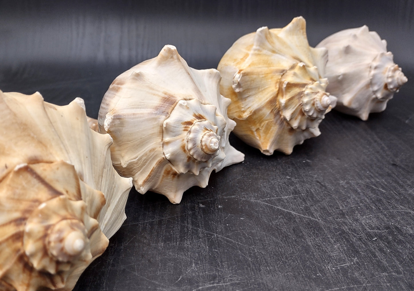 Atlantic Right Handed Whelk - Busy Carica - (1 shell, Approx. 5.5-6.5 inches). Creamy shell with wide wrapping but a longer pointed end, some spikes. Copyright 2024 SeaShellSupply.com.