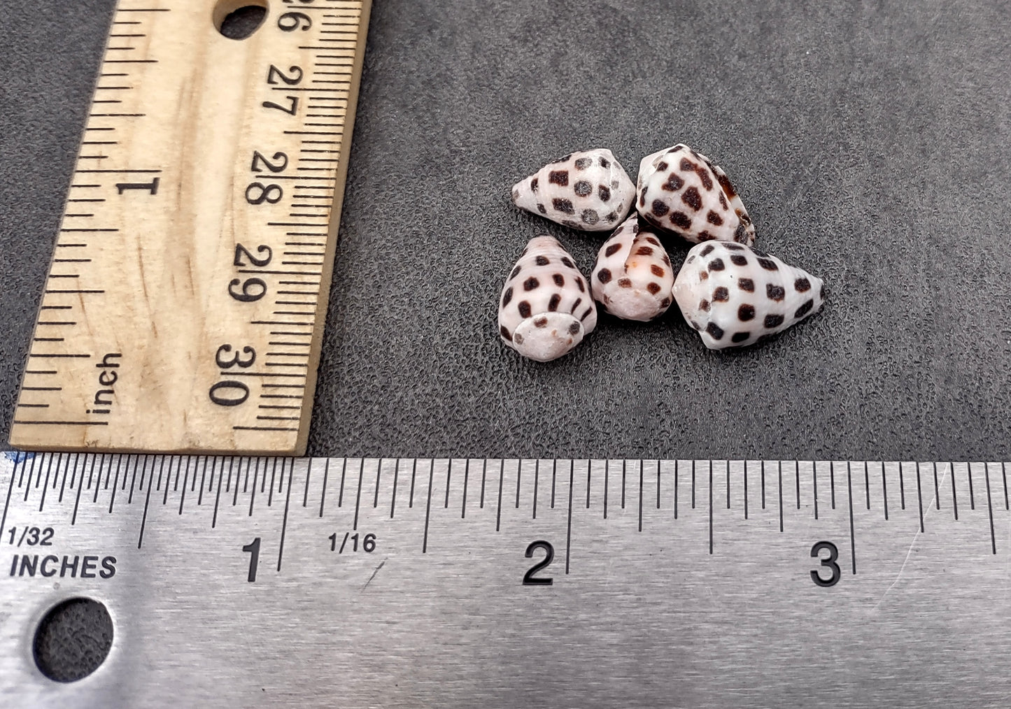 Photo of Extra Small Hebrew Cone Seashells Conus Ebraeus (5 shells approx. 0.25+ inches). Copyright 2024 SeashellSupply.com