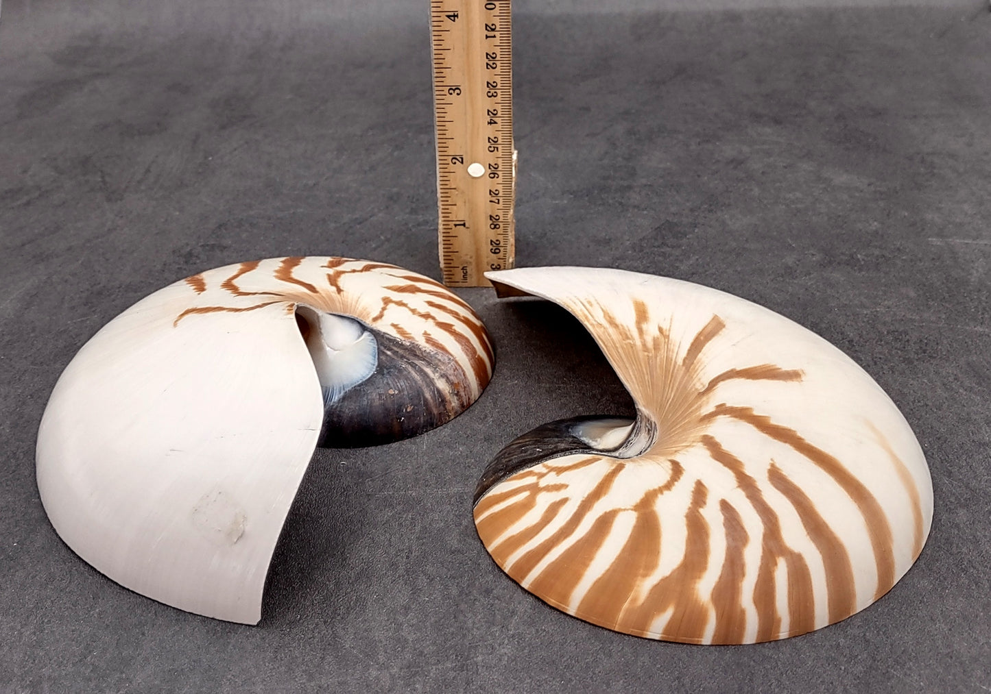Natural Nautilus Seashell Left Cut Single Half Nautilus Pompilius (1 HALF shell approx. 7+ inches) Shells for coastal decor & collections!
