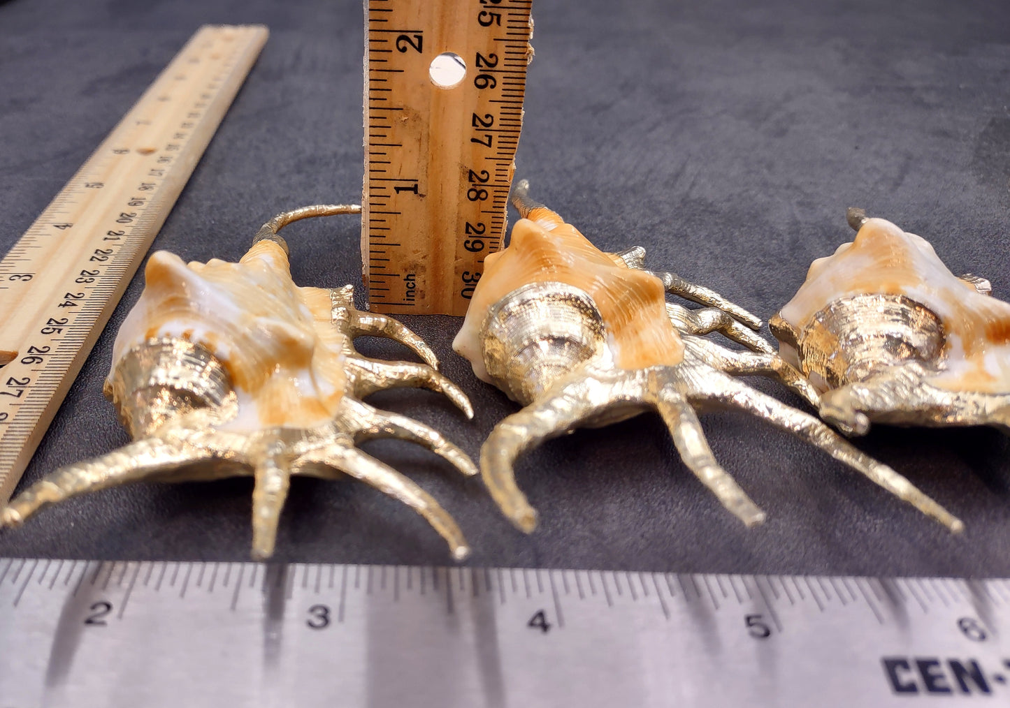 Silver-Plated Oranger Spider Seashell - Lambis Crotata - (1 Shell approx. 4+ inches) One orange and white spider conch with silver plated decoration. Copyright 2024 SeaShellSupply.com