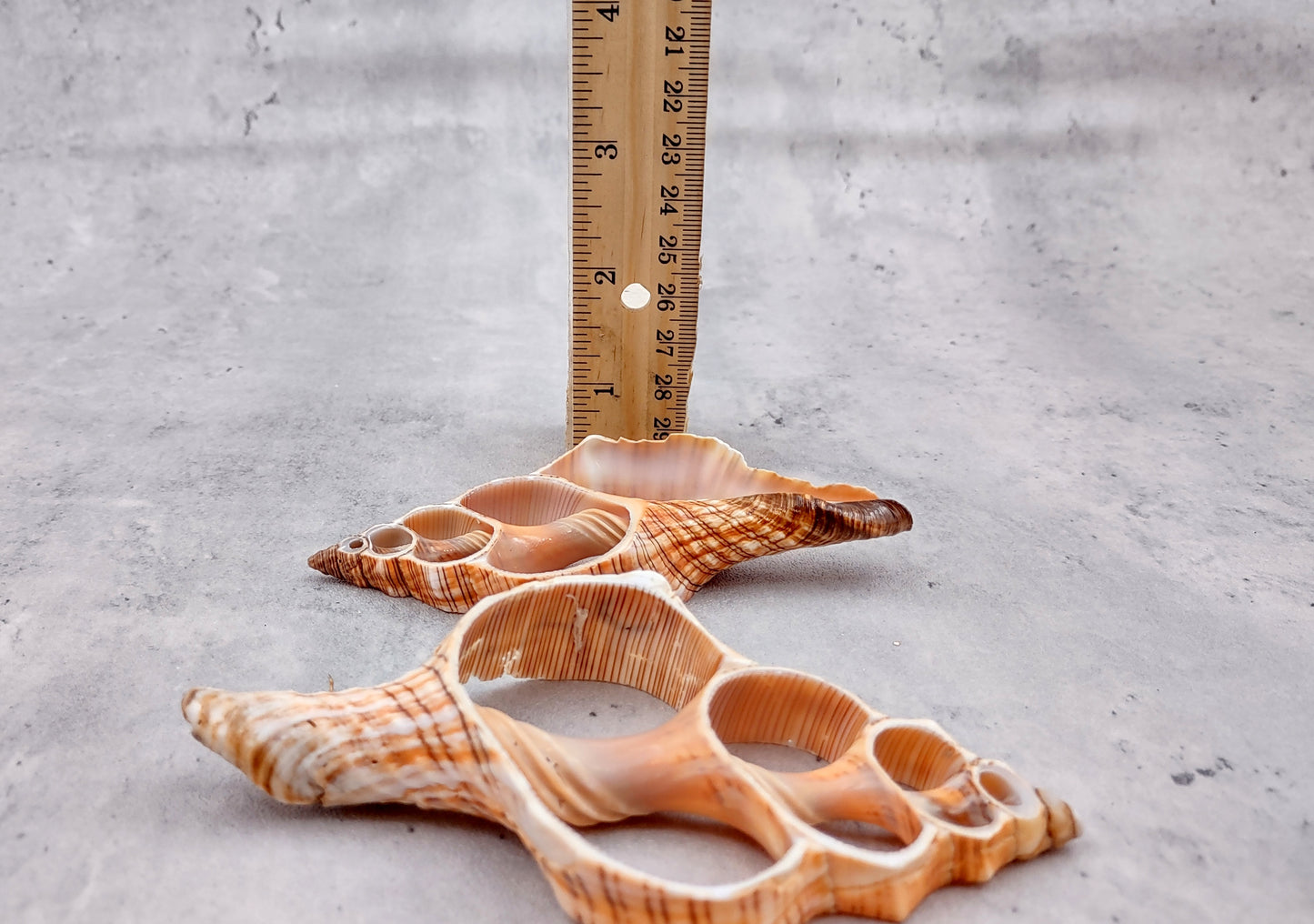 Photo of a pair of orange and cream large center cut fox shells. Copyright 2024 SeashellSupply.com