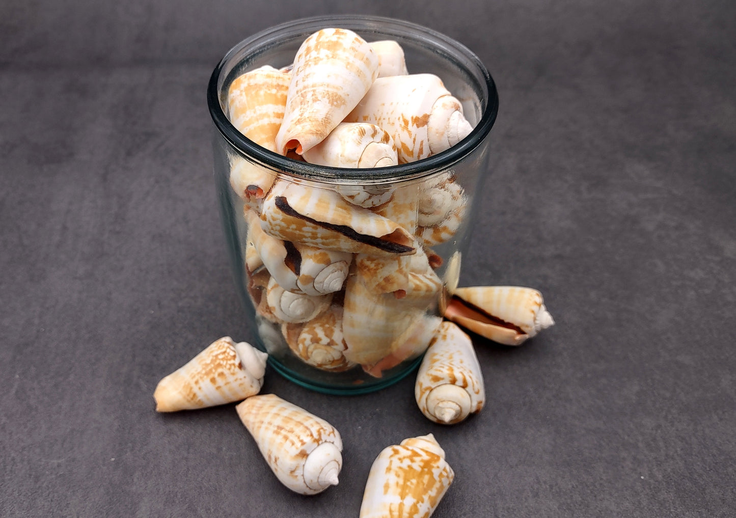 Strawberry Conch Seashells (10 pcs.) - Conomurex Luhuanus. Multiple white and tanned small shells in a pile. Copyright 2024 SeaShellSupply.com.
