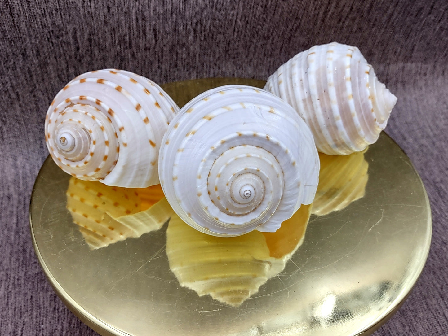 Spotted Tun Seashell Tonna Tessalata (1 shell approx. 4+ inches) Distinct shells for coastal crafting décor & collections!