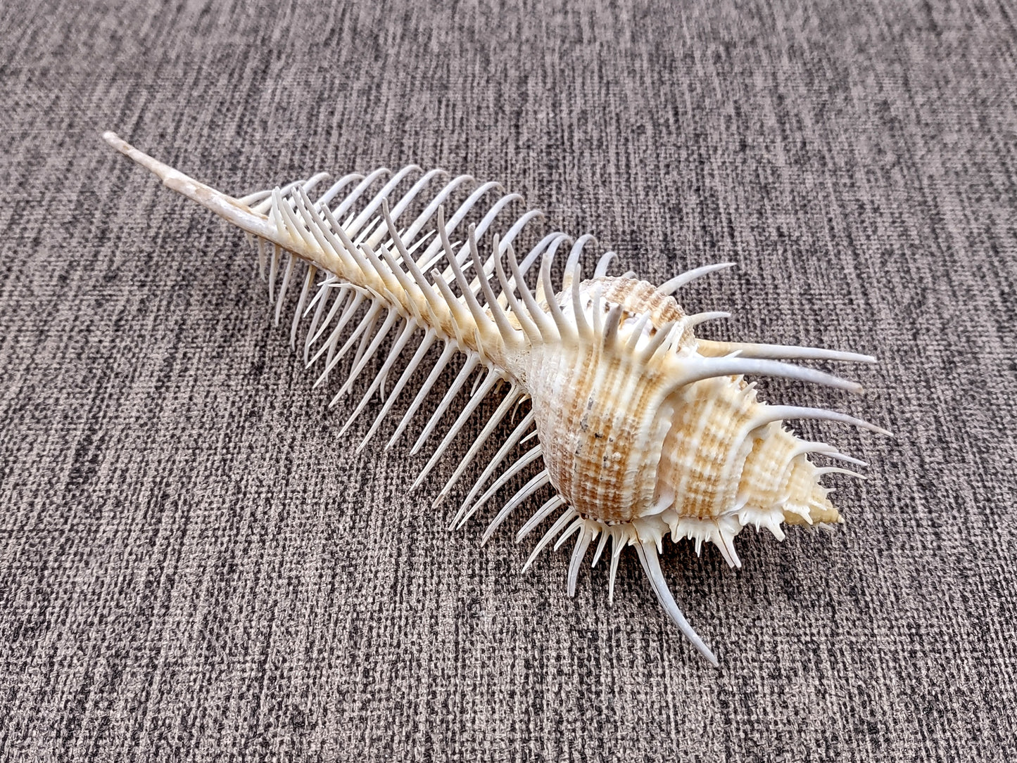 Murex Comb Seashell Murex Pecten (1 shell approx. 6+ inches) Special shells for coastal crafting décor & collections!
