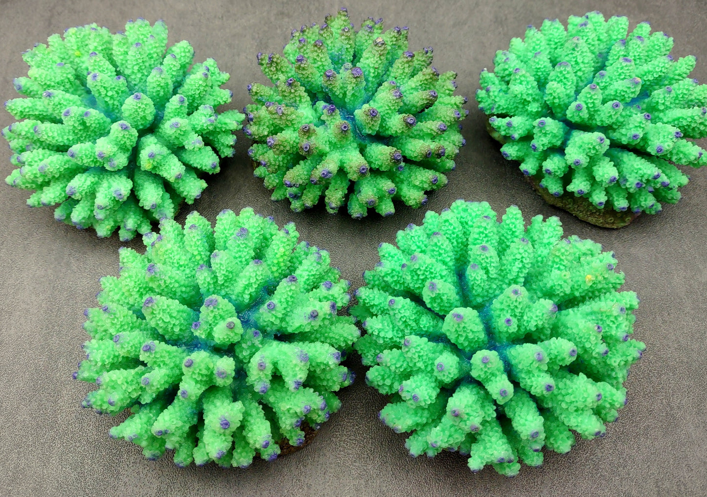 Green FAUX Finger Coral - Acropora Nasuta - (1 FAUX Coral approx. 4Wx3Tx4D inches) on light background. Copyright 2024 SeaShellSupply.com.