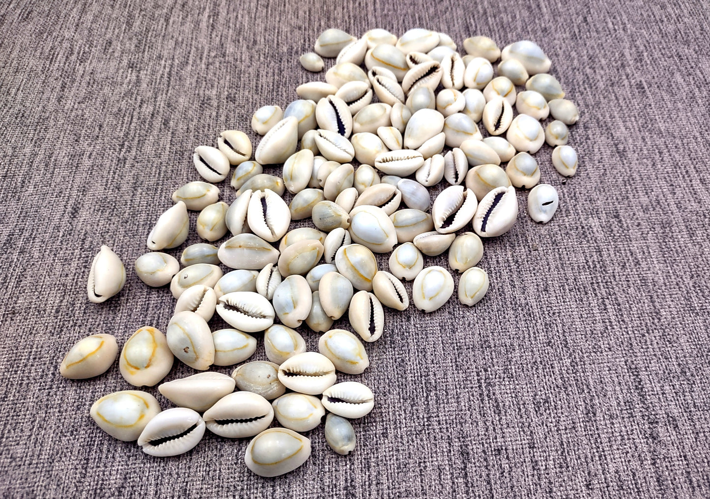 Ring Top Cowrie Seashells - Cypraea Annulus - (approx. 40-50 shells .5-.75 inches) Orange and tan ombre shells in pile. Copyright 2024 SeaShellSupply.com.