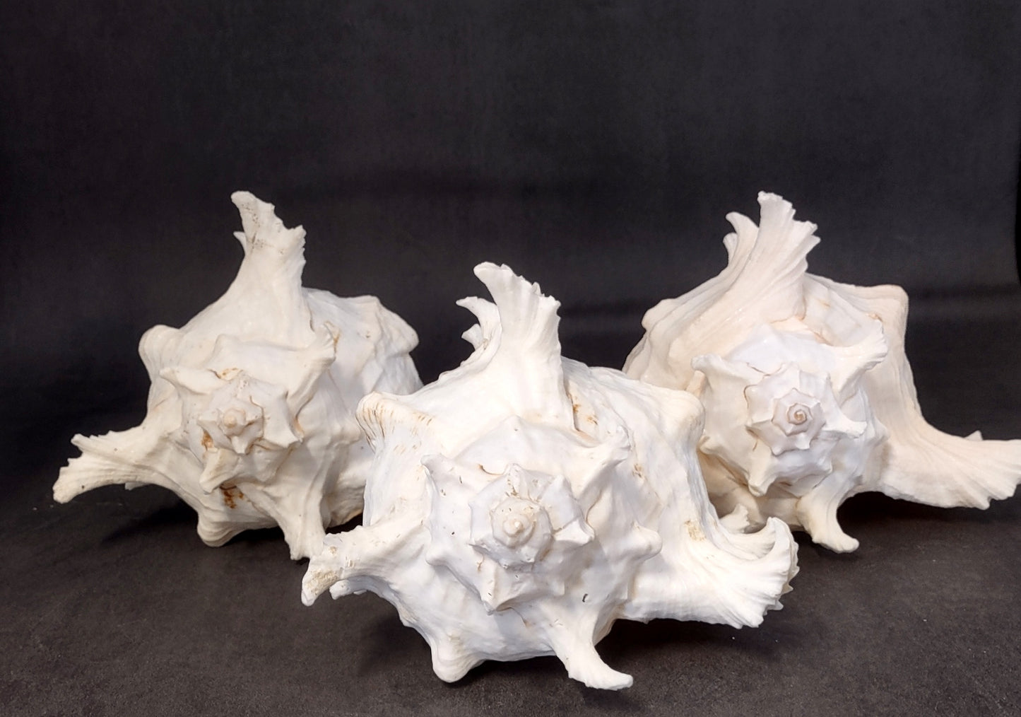 Ramose Murex Seashell Chicoreus Ramosus (1 shell approx. 7+ inches) Great shells for coastal crafting décor & collections!