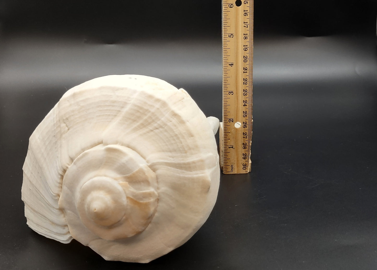 Left Handed Lightning Whelk Busycon Contrarium (1 shell approx. 10+ inches) Large shells for coastal crafting décor & collections!