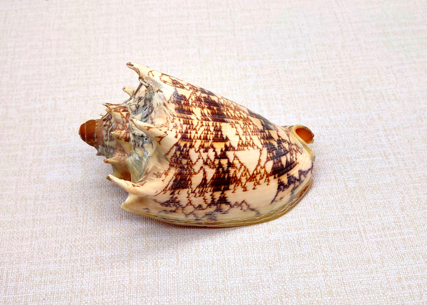 Imperial Volute Seashell Voluta Imperialis (1 shell approx. 5+ inches) Great shells for coastal crafting decor & collections!