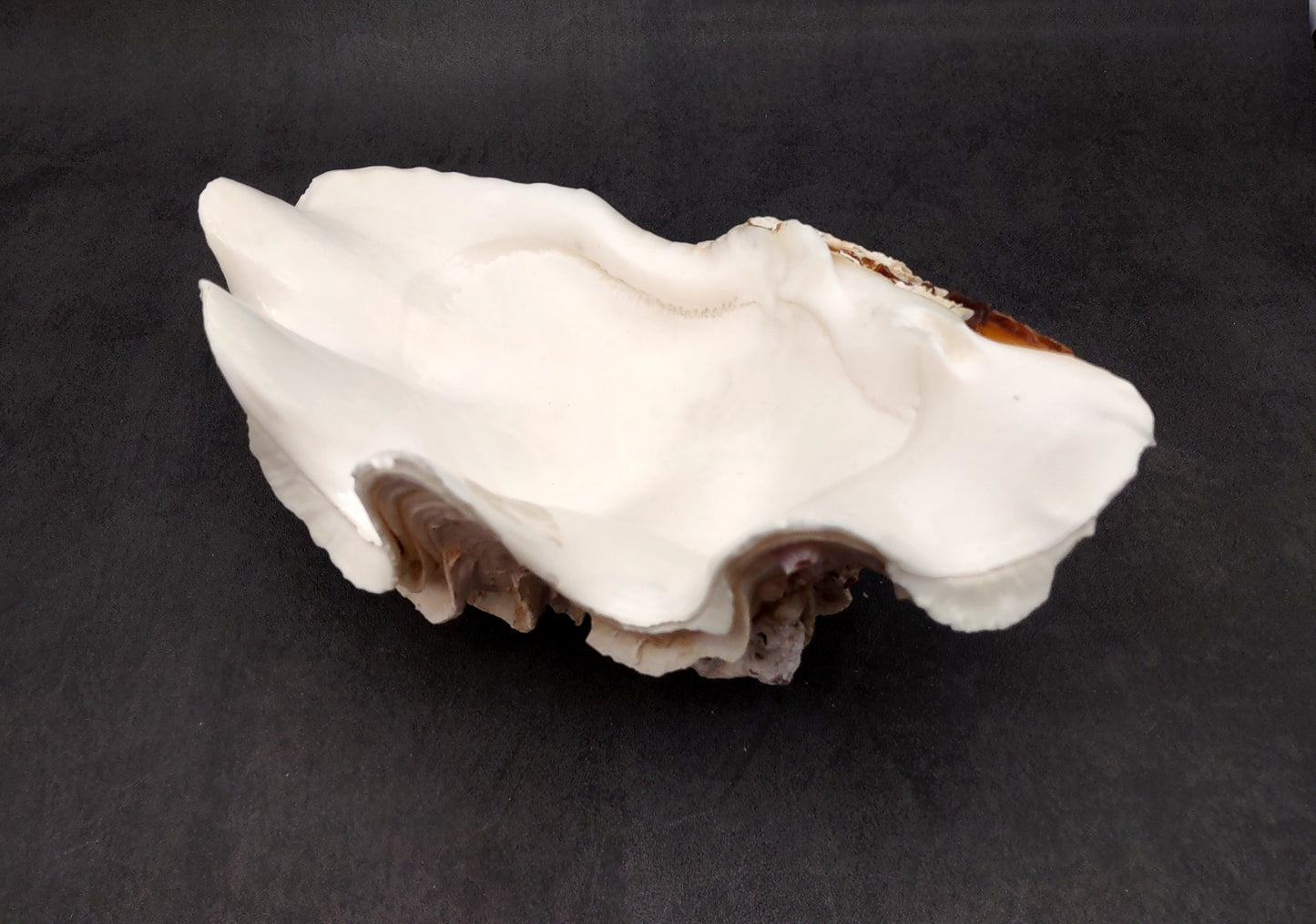 Giant Ruffled Clam Shell Half (1 half shell approx. 10.25L x 3.25H x 6.5D inches) Great rare clam shell for decor & display! Natural colored and weathered clam shell. Copyright 2024 SeaShellMart.com