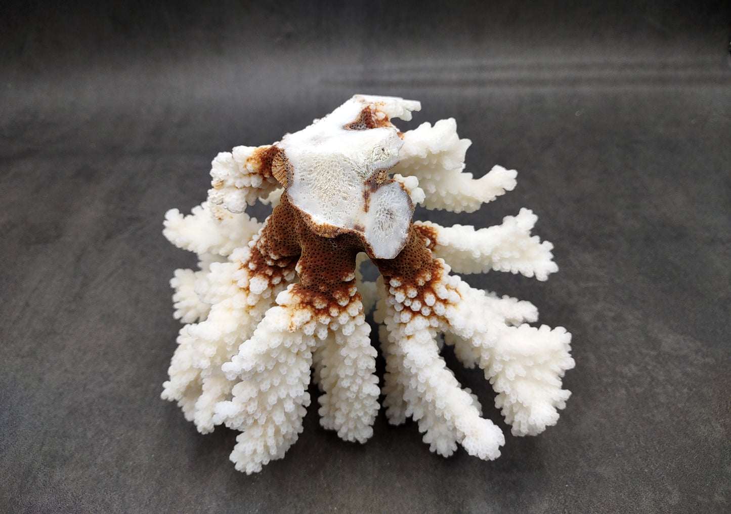 Brownstem White Coral Cluster Pocillopora Verrucosa (1 coral approx. 6.25L x 5H x 5D inches) Coral for coastal collections & display!
