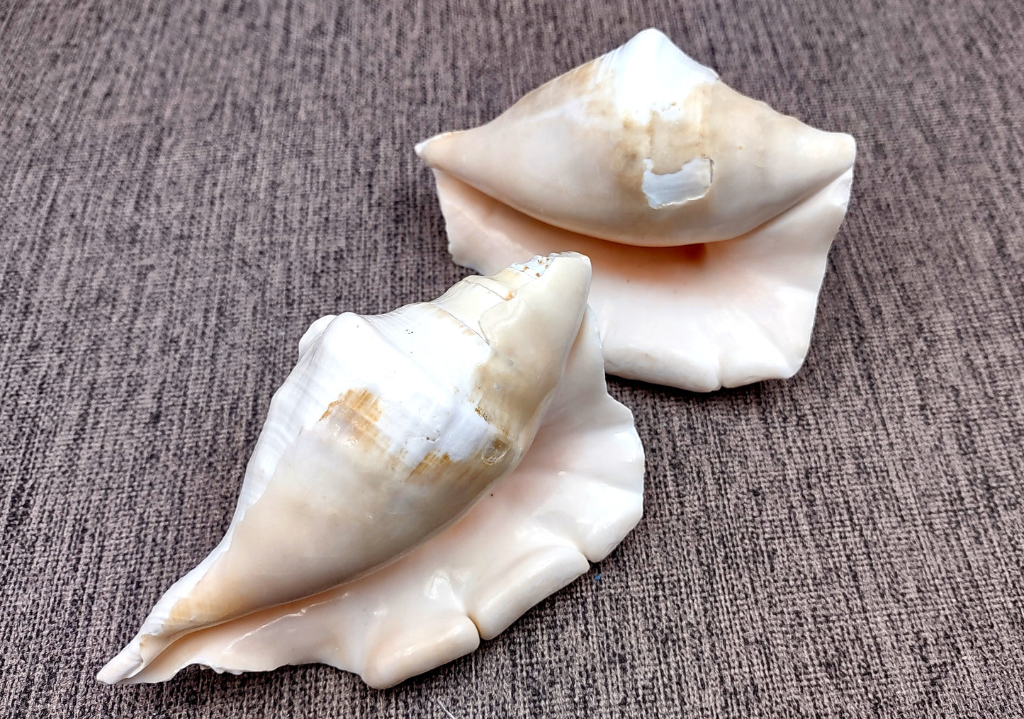 Spider Conch Seashell Lambis Lambis (1 shell approx. 4+ inches) B Grade great for coastal crafting displays and collections!