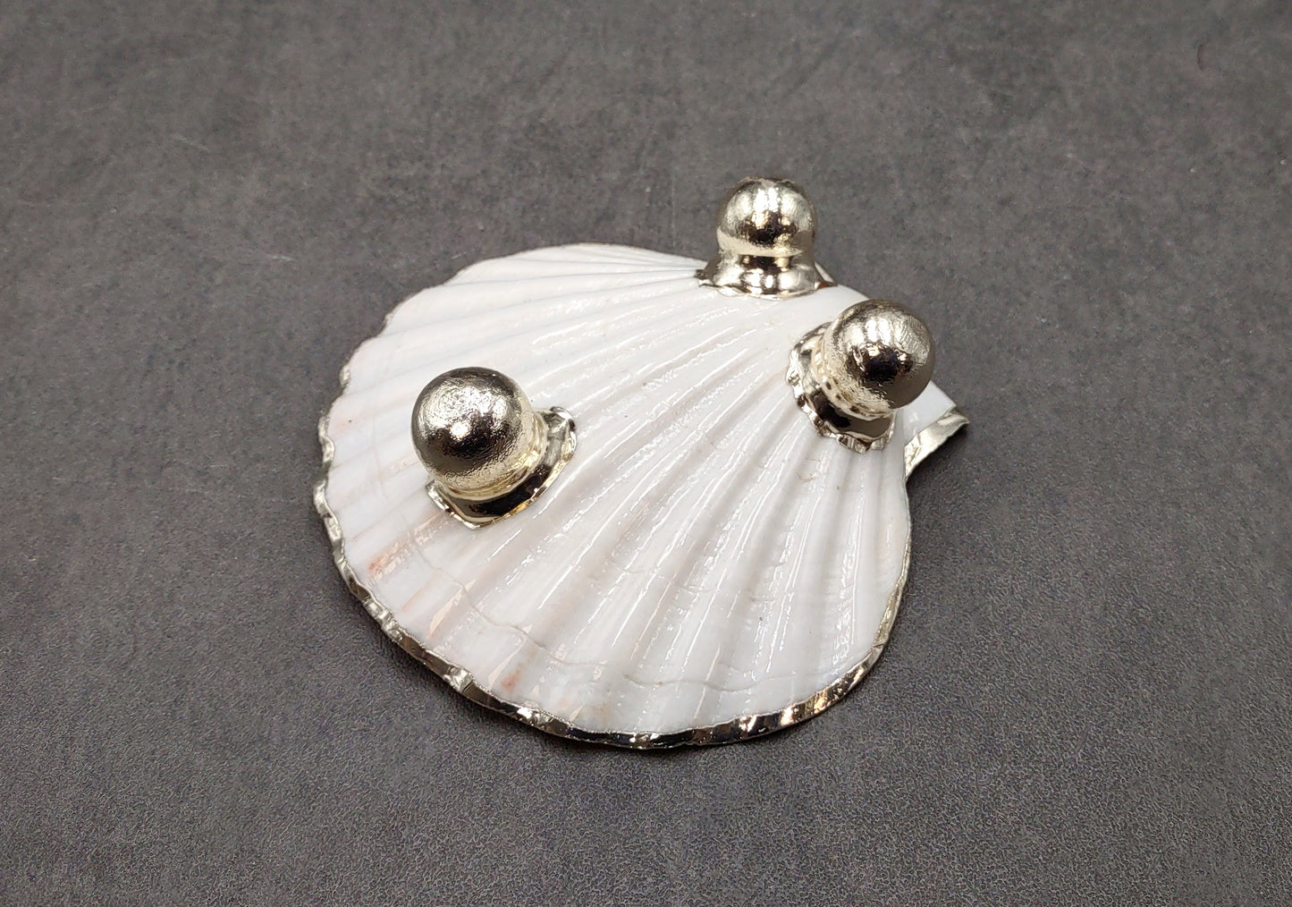 Silver Edged Scallop Seashell Dish Pecten Maximus (1 dish approx. 4.5+ inches) CIRCLE PATTERN scallop shell dish for a coastal home!