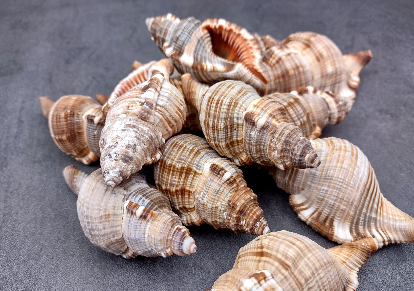 Hairy Triton Seashells - Cymatium Pileare Linnaeus - (4 shells approx. 2-4 inches). Brown, tan, white, and light grey shaded shells. Copyright 2024 SeaShellSupply.com.