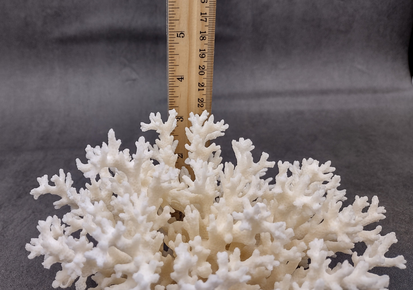 White Lace Coral Cluster (1 coral approx. 5-6+ inches) Great delicate coral to add to any fun display or coastal crafts!