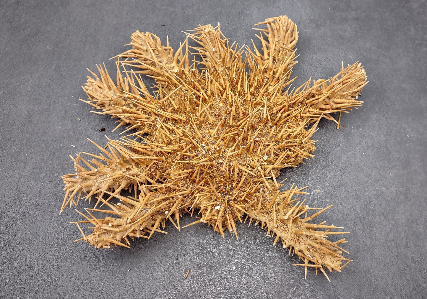 Crown of Thorns Starfish (8+ inches) - Acanthaster Planci. One thorny Starfish. Copyright 2024 SeaShellSupply.com.
