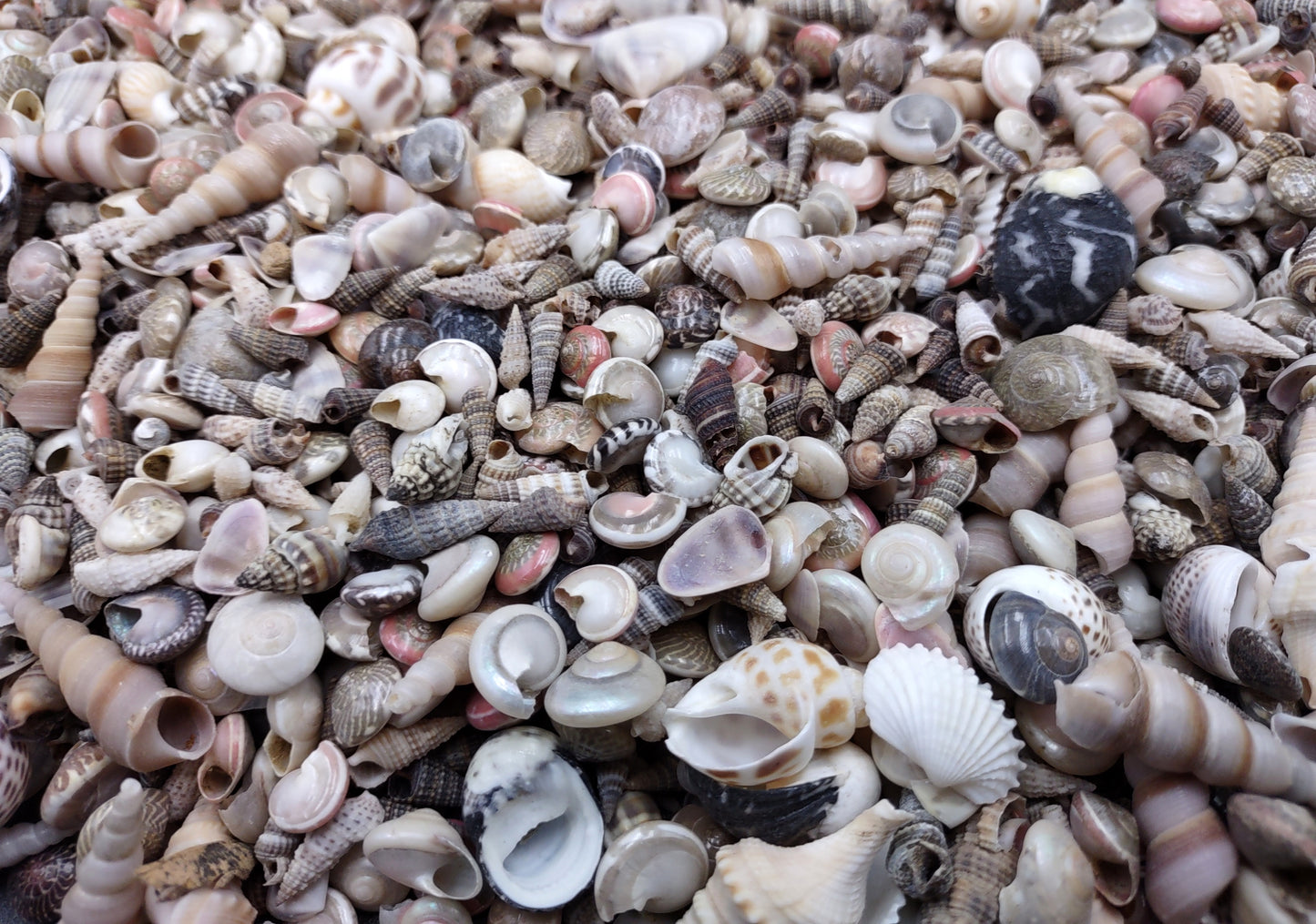 Tiny Seashell Assorted Ocean Mix For Crafts (approx. 1 kilogram 0.25+ inches) Great shells for coastal crafting and collections!